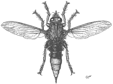 Asilus crabroniformis, Zeichnung von H. Riemann